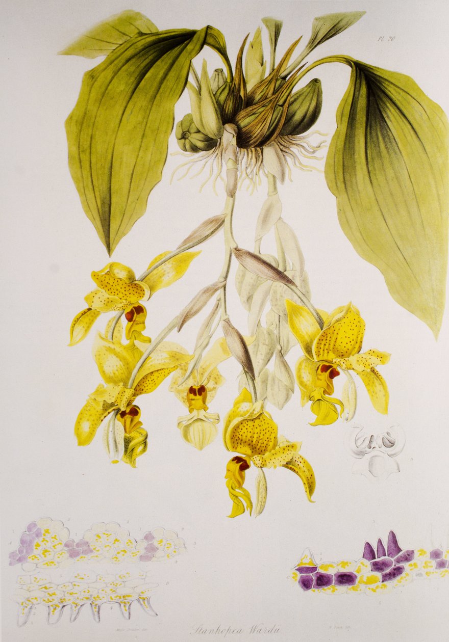 Stanhopea wardii by Unbekannt