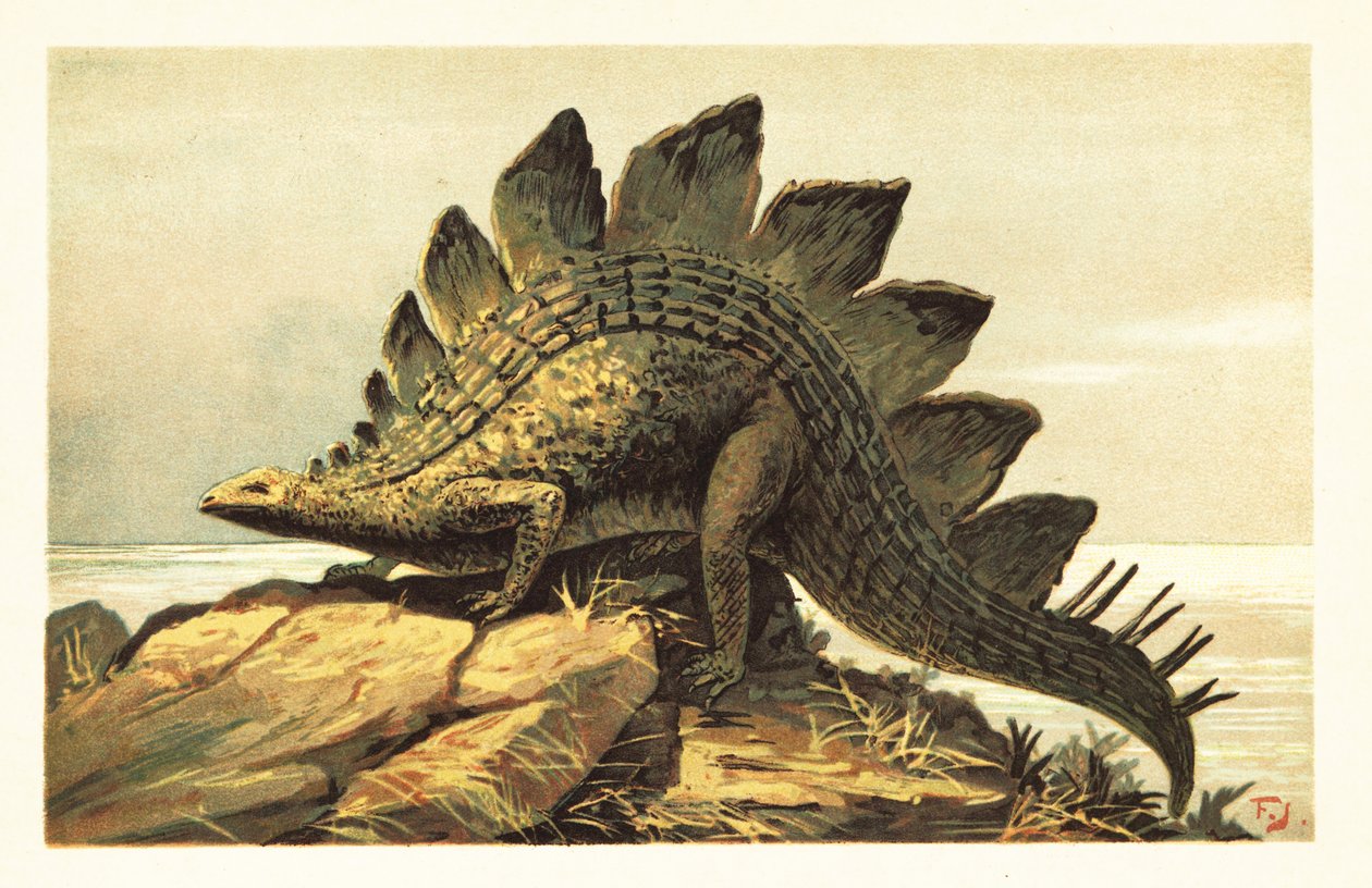 Stegosaurus, soyu tükenmiş otçul dinozor cinsi. 1908 (litografi) by Unbekannter Künstler