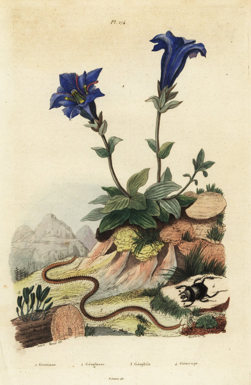 Sapsız centiyana, Gentiana acaulis 1, Clavaria ophioglossoides 2, kırkayak, Geophilus walckenaerii 3 ve bok böceği, Geotrupes momus 4 by Unbekannt