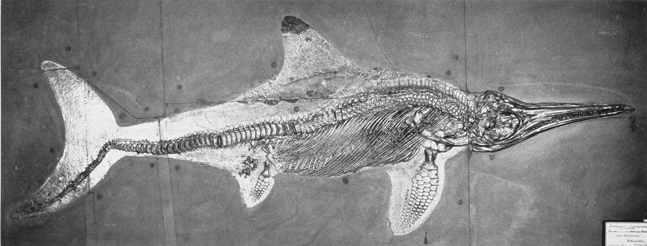 Stenopterygius megacephalus (Oxford Ichthyosaur) Nr. Stuttgart, Almanya, Yukarı Lias Dönemi by Unbekannt