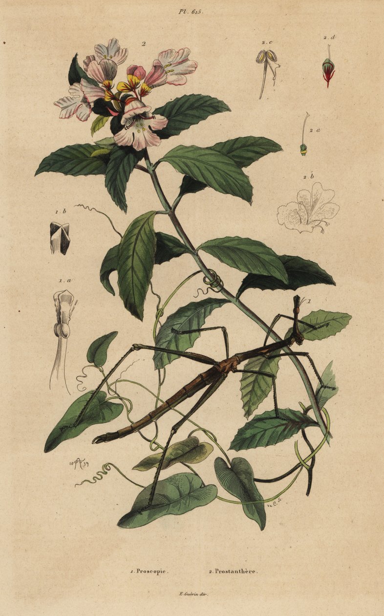 Sopa böceği, Proscopia granulata 1 ve Viktorya dönemi Noel çalısı, Prostanthera lasianthos 2 by Unbekannt