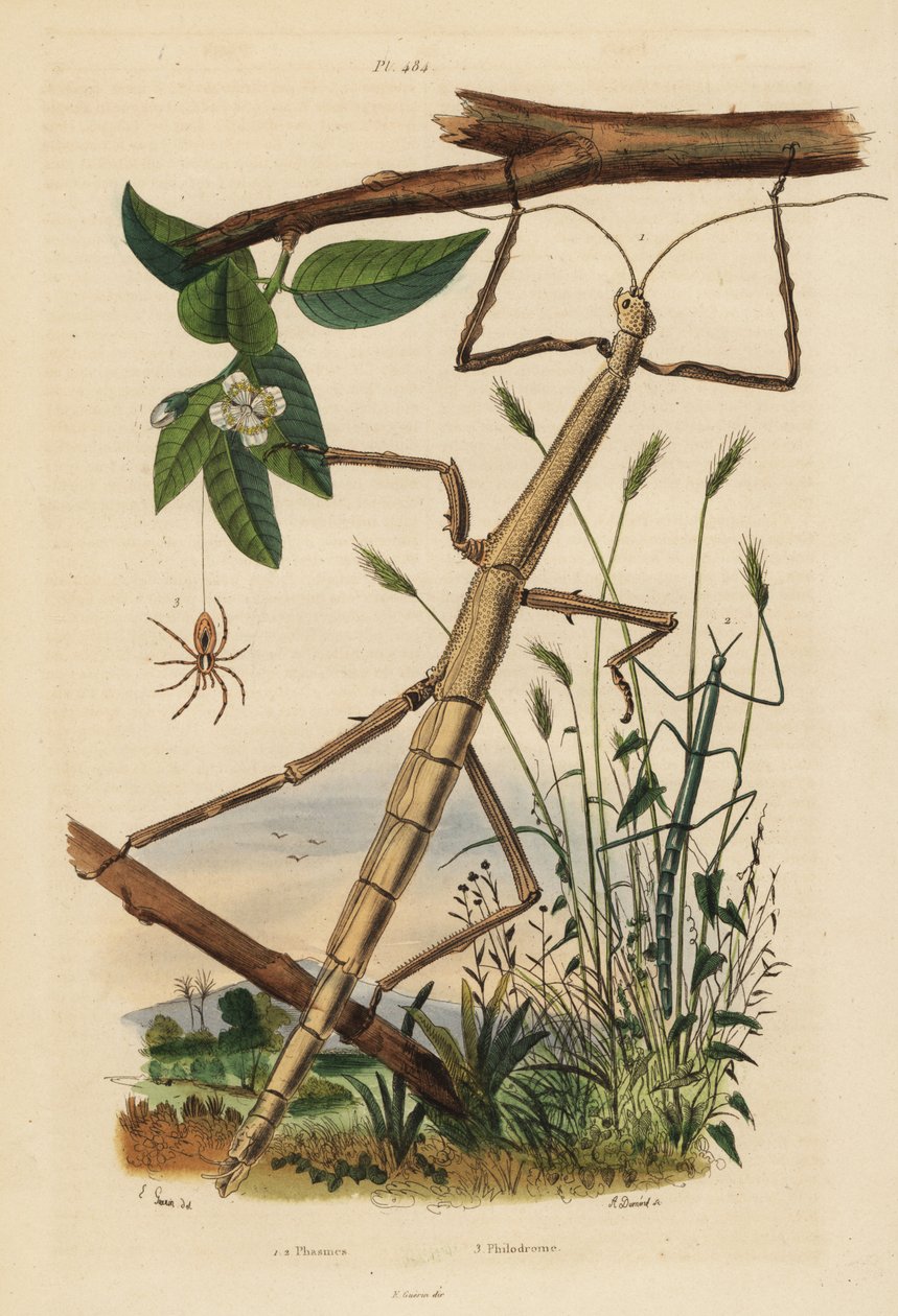 Sopa böcekleri veya phasmidler, Carausius morosus ve Clonopsis gallica ve gezgin yengeç örümceği, Philodromus aureolus by Unbekannt