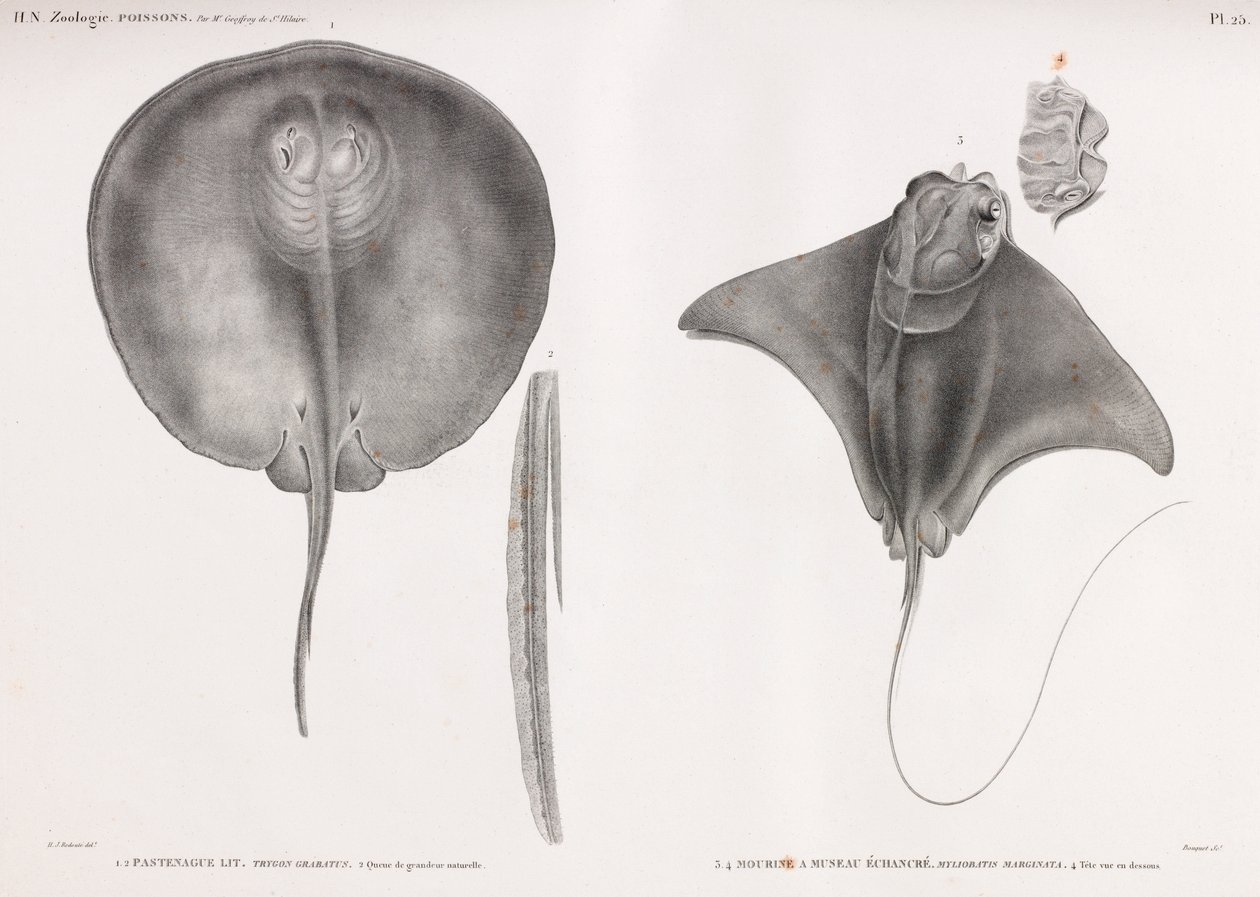Stingray, ön ve arka by Unbekannt