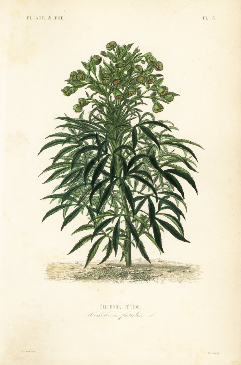Kokuşmuş hellebore, Helleborus foetidus, Ellebore fetide by Unbekannt
