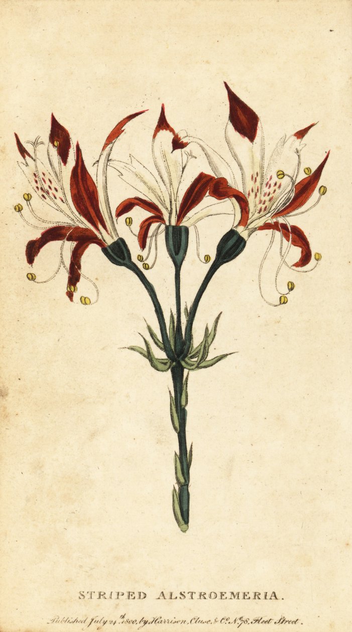 Çizgili alstroemeria, Alstroemeria ligtu. ,1800 (gravür) by Unbekannter Künstler