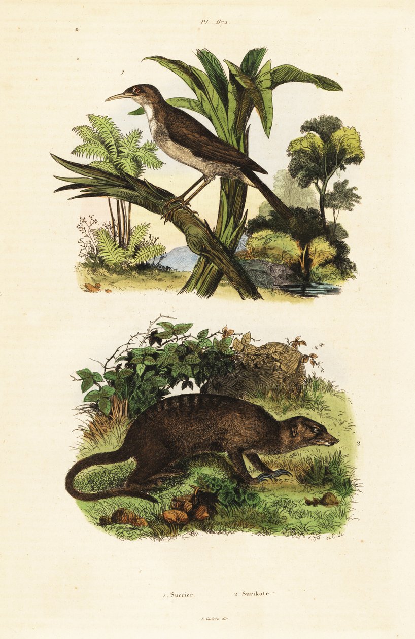 Sunbird ve çöl faresi.,1834-1839 (gravür) by Unbekannter Künstler