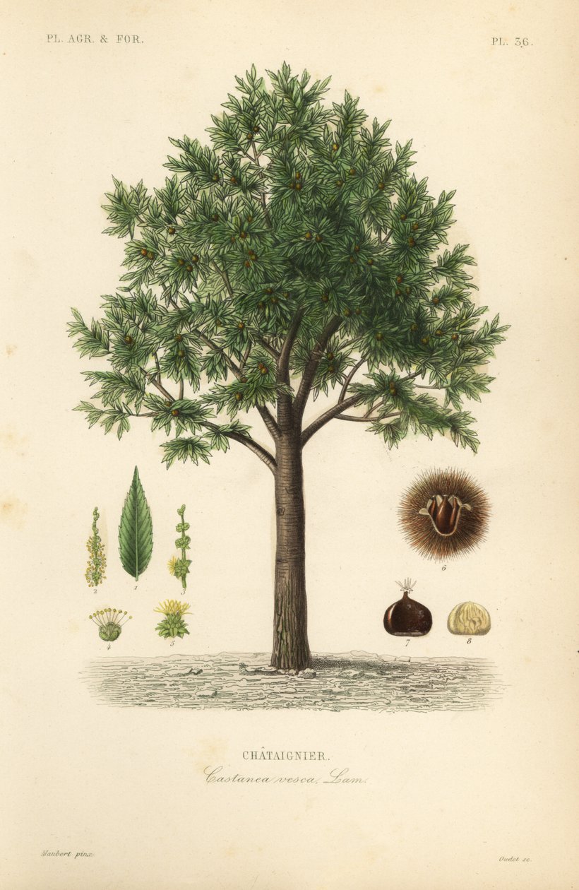 Tatlı kestane, Castanea sativa, Castanea vesca, Chataignier by Unbekannt
