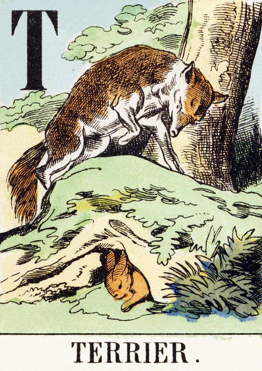 T : Terrier - Av Alfabesi, c.1890 (gravür) by Unbekannt