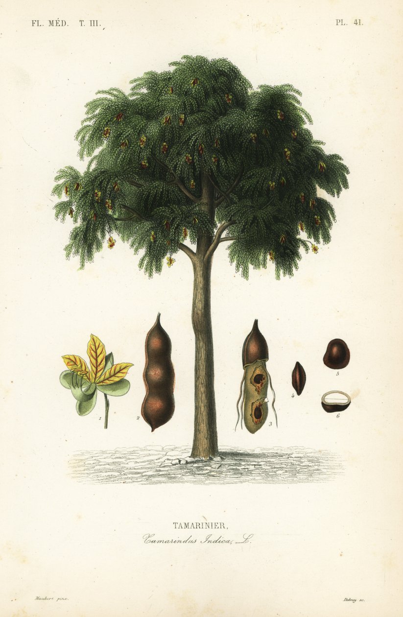 Demirhindi ağacı, Demirhindi indica, Demirhindi by Unbekannt