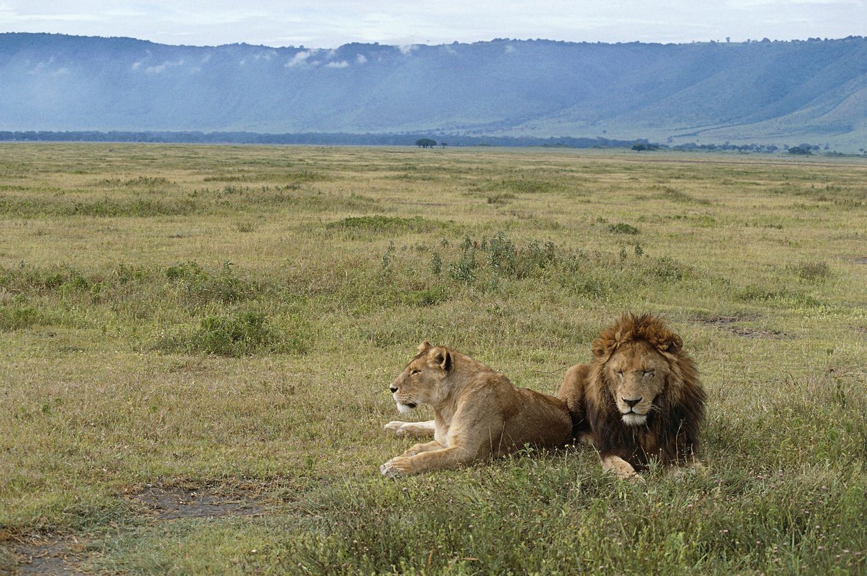 Tanzanya, Ngorongoro koruma alanı, aslanlar (Pantera leo) by Benjamin Baud