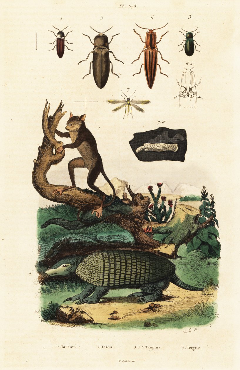 Tarsier, armadillo ve böcekler. ,1834-1839 (gravür) by Unbekannter Künstler
