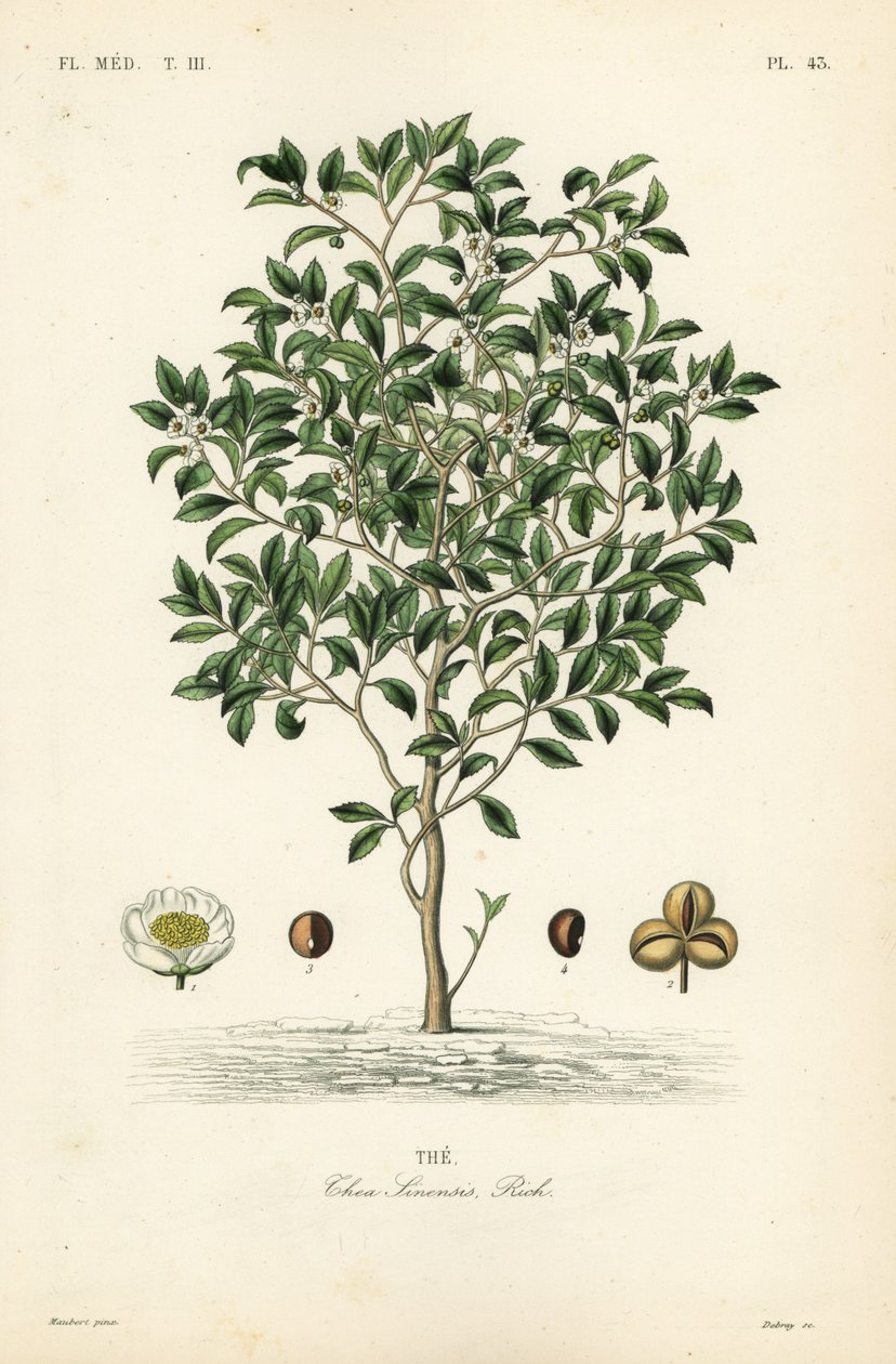 Çay ağacı veya çay bitkisi, Camellia sinensis, Thea sinensis, by Unbekannt