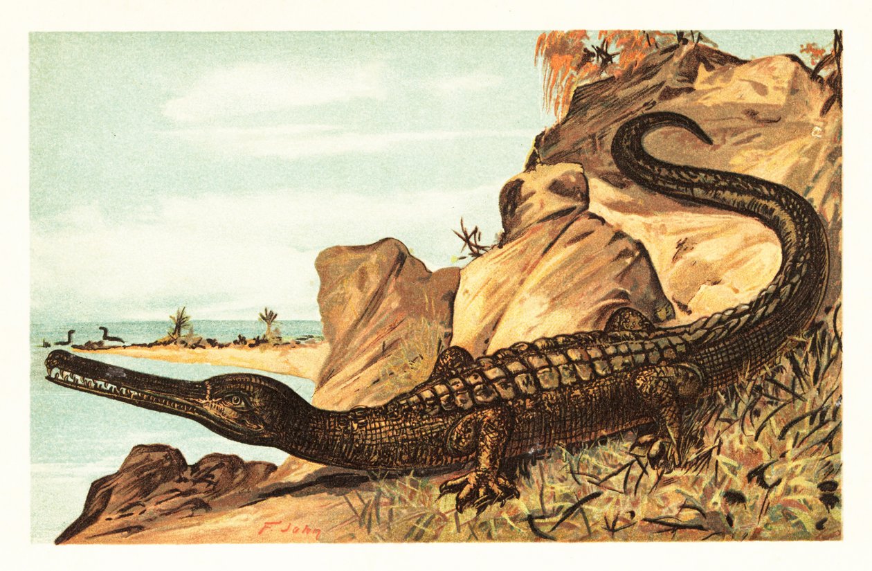 Teleosaurus cadomensis, soyu tükenmiş deniz timsahı türleri.1908 (litografi) by Unbekannter Künstler