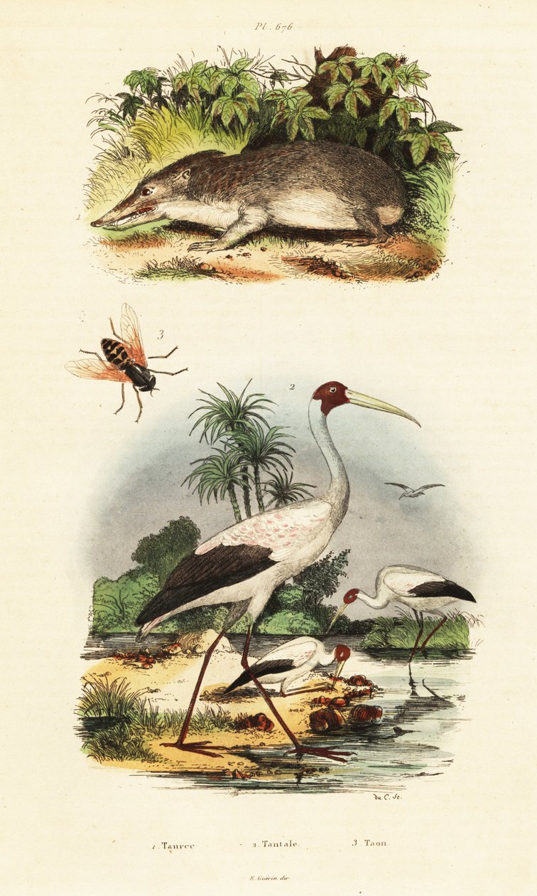 Tenrec, leylek ve at sineği., 1834-1839 (gravür) by Unbekannter Künstler