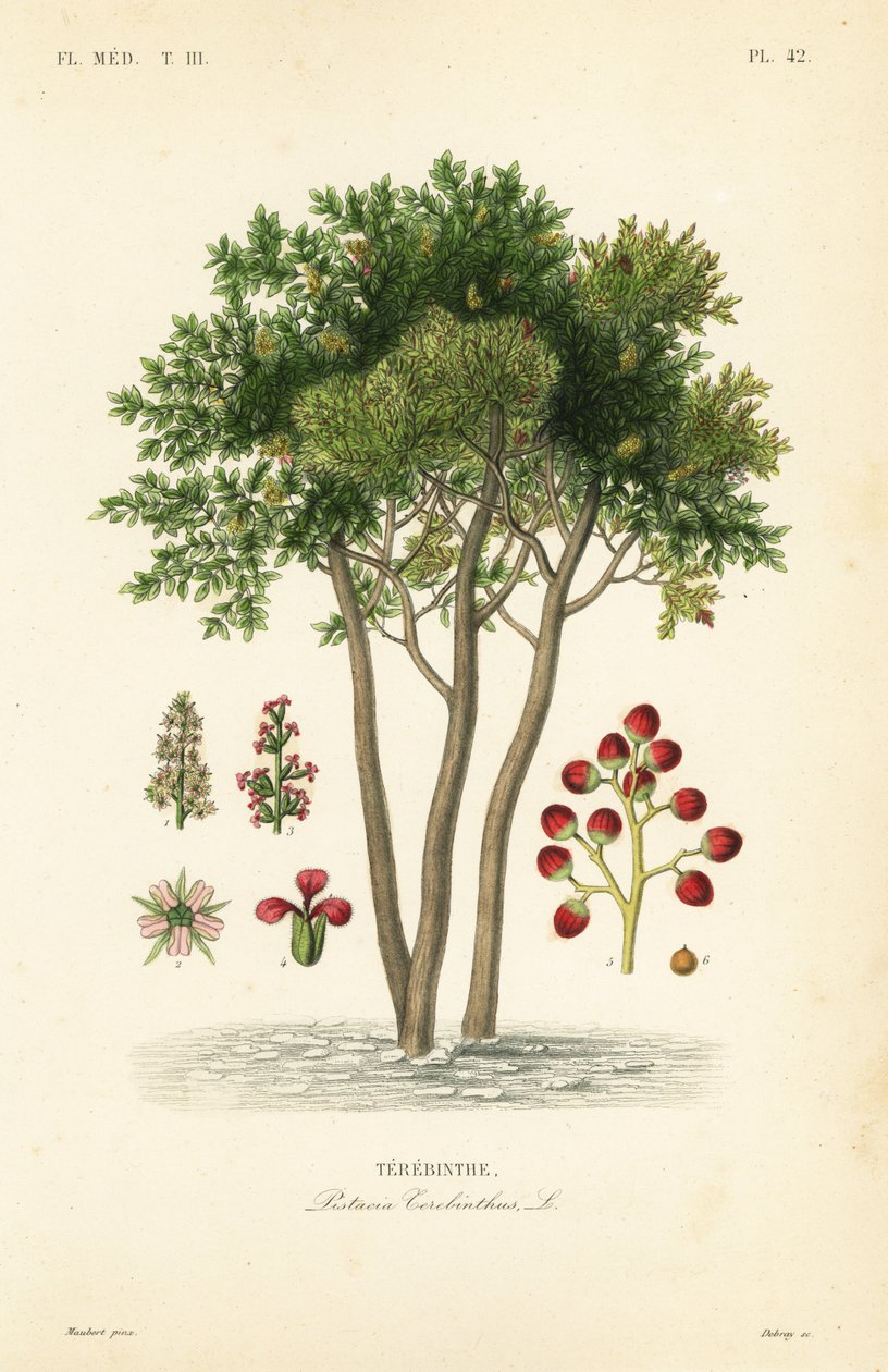 Terebinth veya terebentin ağacı, Pistacia terebinthus, Terebinthe by Unbekannt