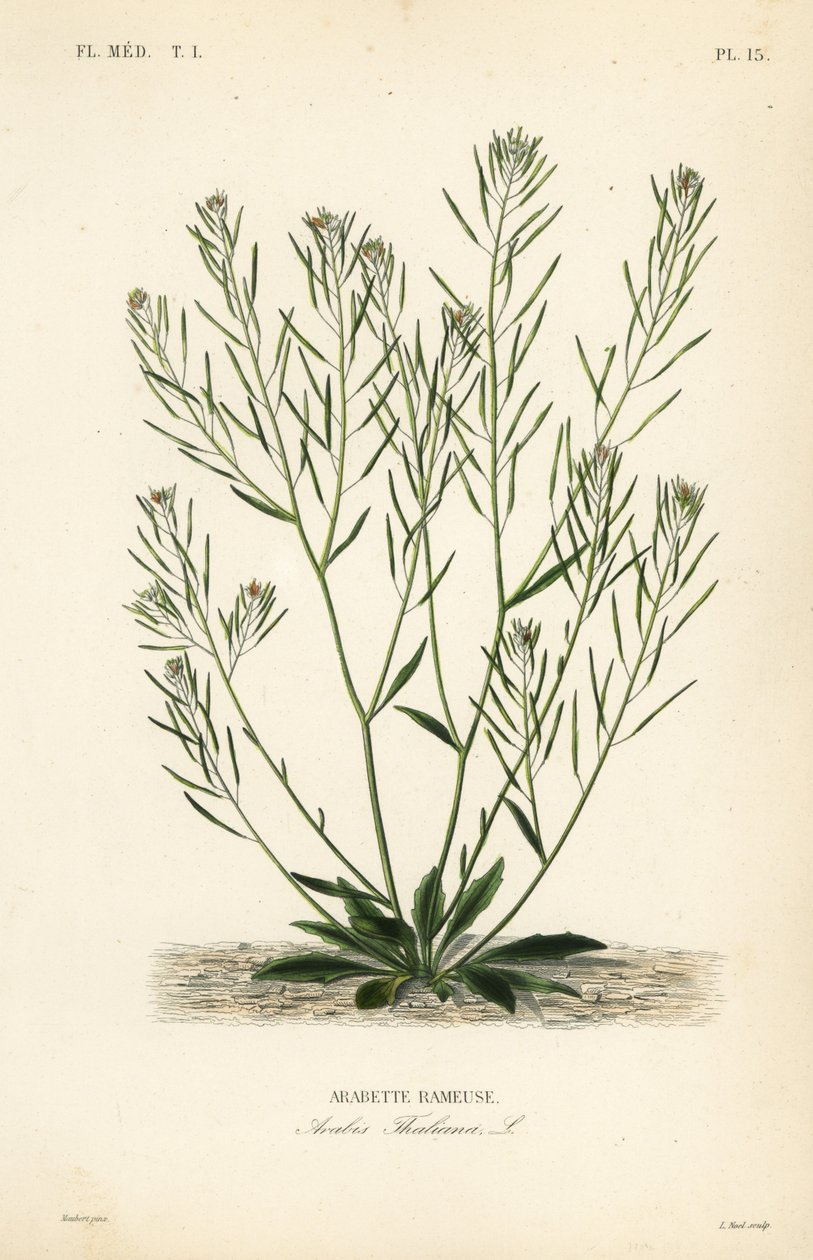 Thale tere, fare kulağı tere veya arabidopsis, Arabidopsis thaliana, Arabis thaliana, Arabette rameuse by Unbekannt
