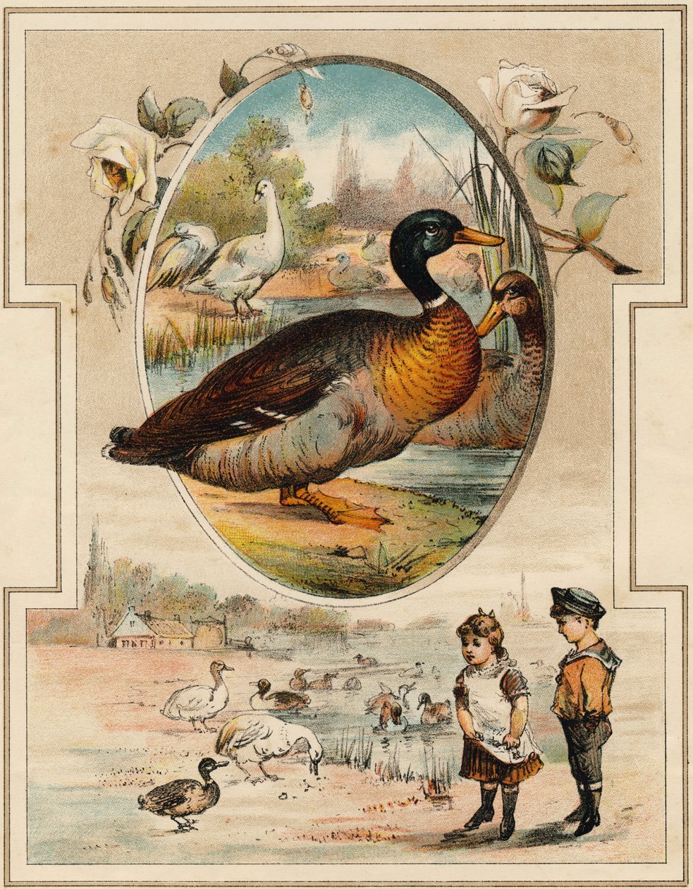Ördek. "Mon premier Büyük Alfabesi"nde gravür. Bernardin-Bechet Edition, Paris, yaklaşık 1890. Çizimler, A. des Lilleuls. Sayfa yok, 46 sayfa. Karartma: 31x22cm . by Unbekannt