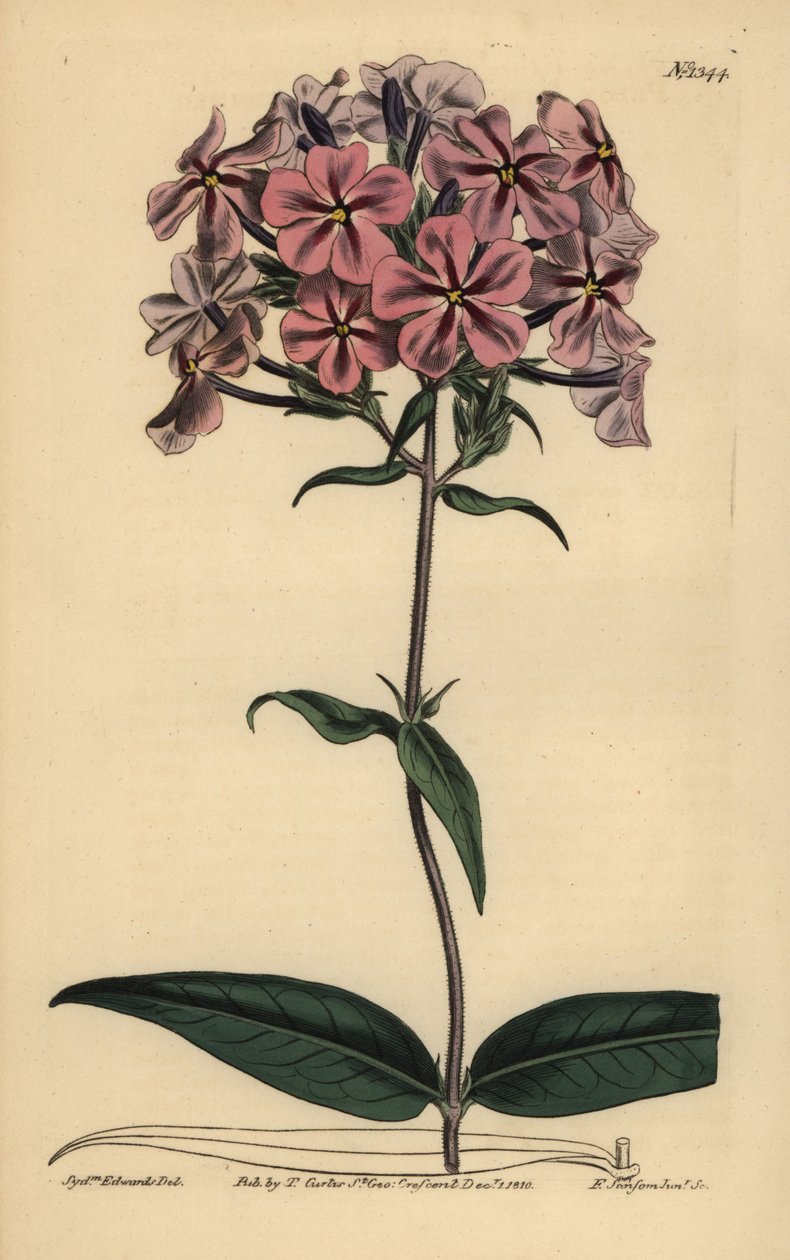 Kalın yapraklı phlox, Phlox carolina (Kaba saplı lychnidea) by Unbekannt