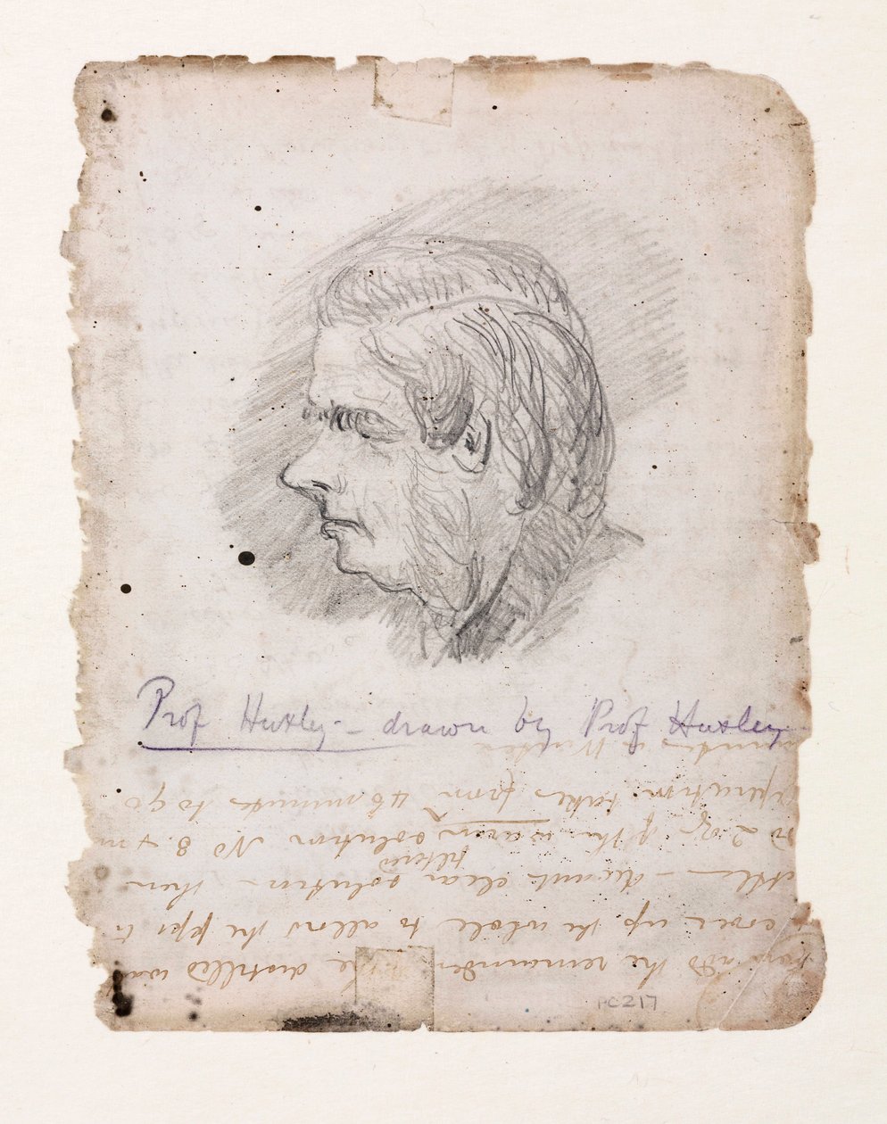 Thomas Henry Huxley, İngiliz biyolog, 19. yüzyılın ortaları by Unbekannt