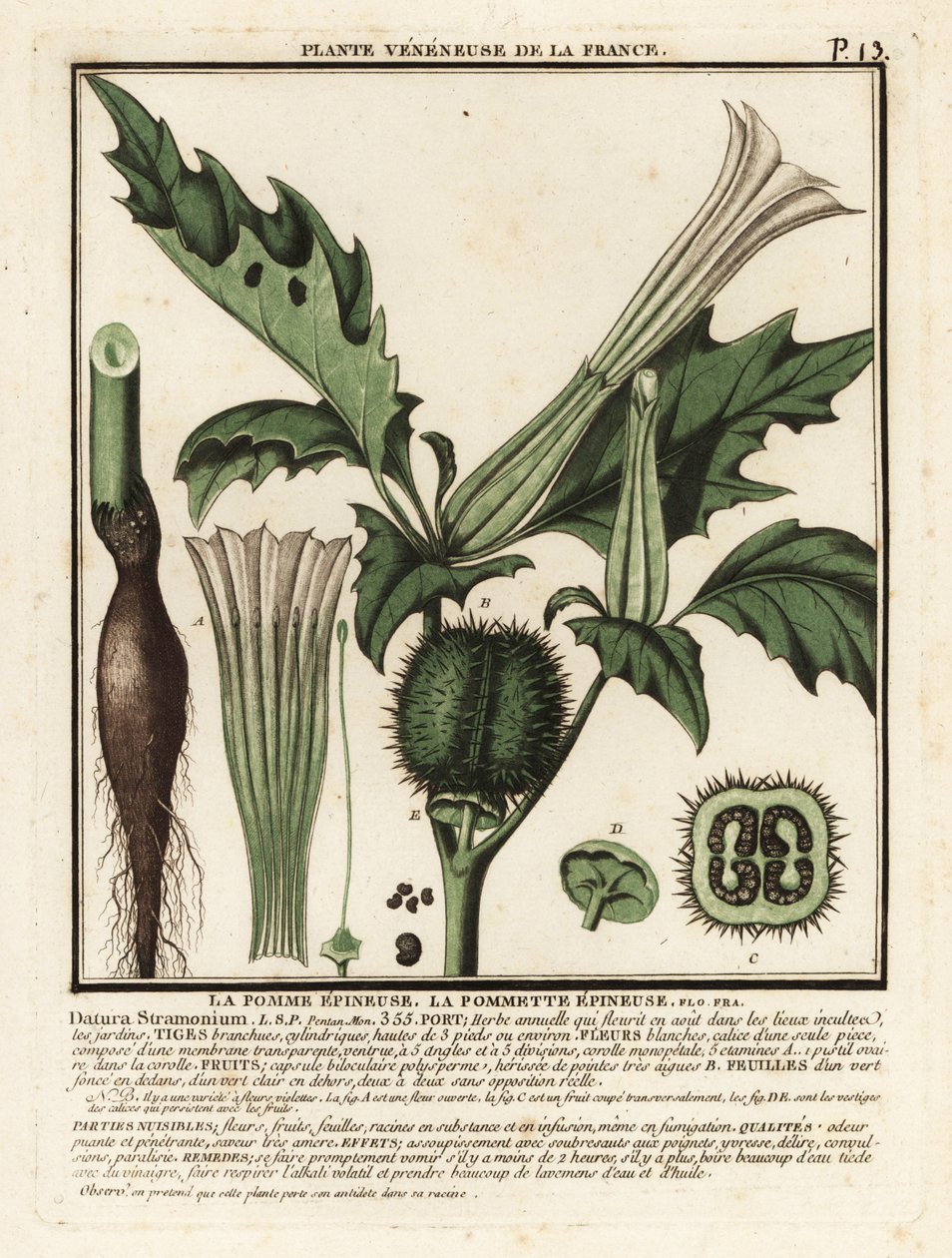 Dikenli elma, Datura stramonium. by Unbekannter Künstler