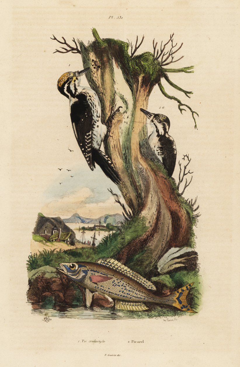 Üç parmaklı ağaçkakan, Picoides tridactylus 1 ve picarel, Spicara smaris 2. Pic tridactyle, picarel by Unbekannt