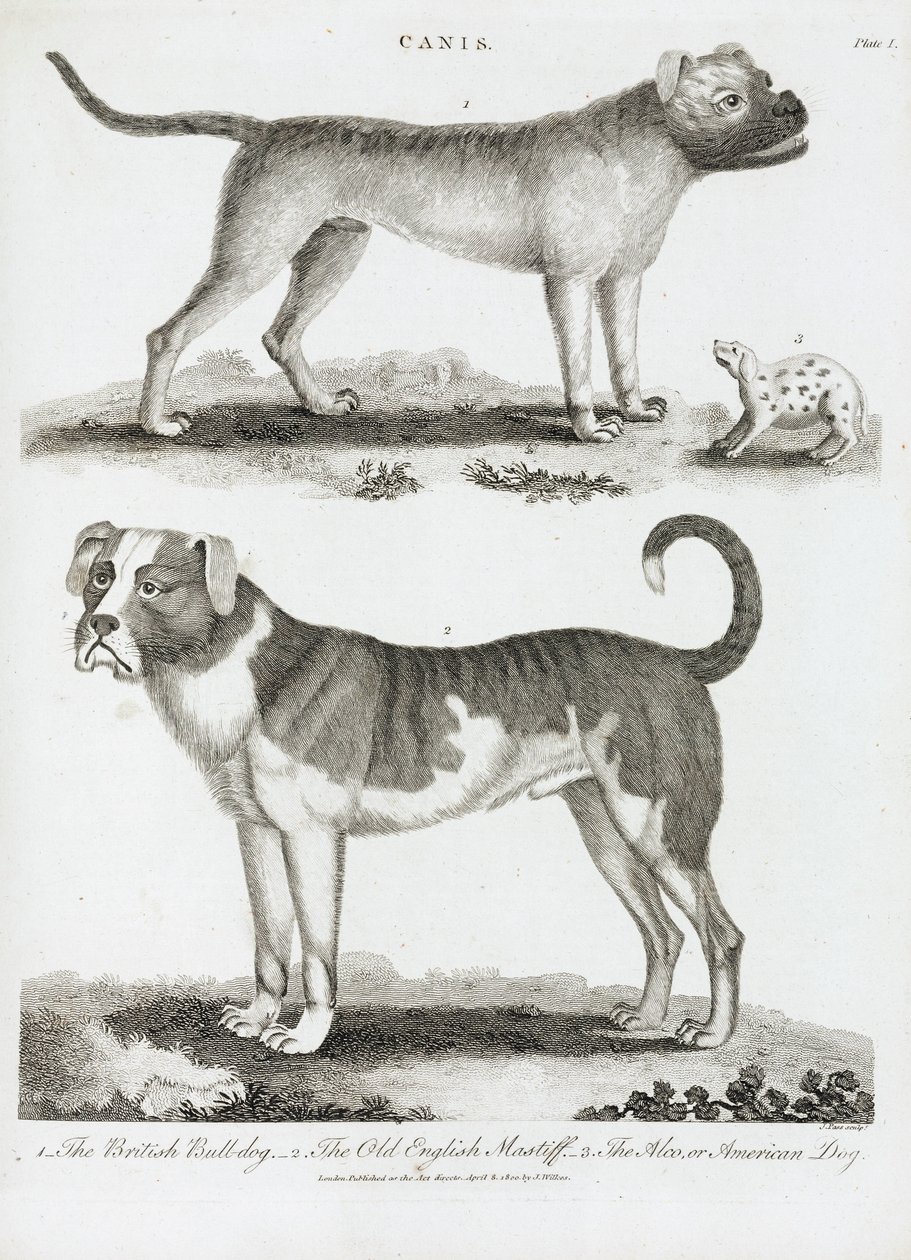 Üç çeşit köpek by Unbekannt