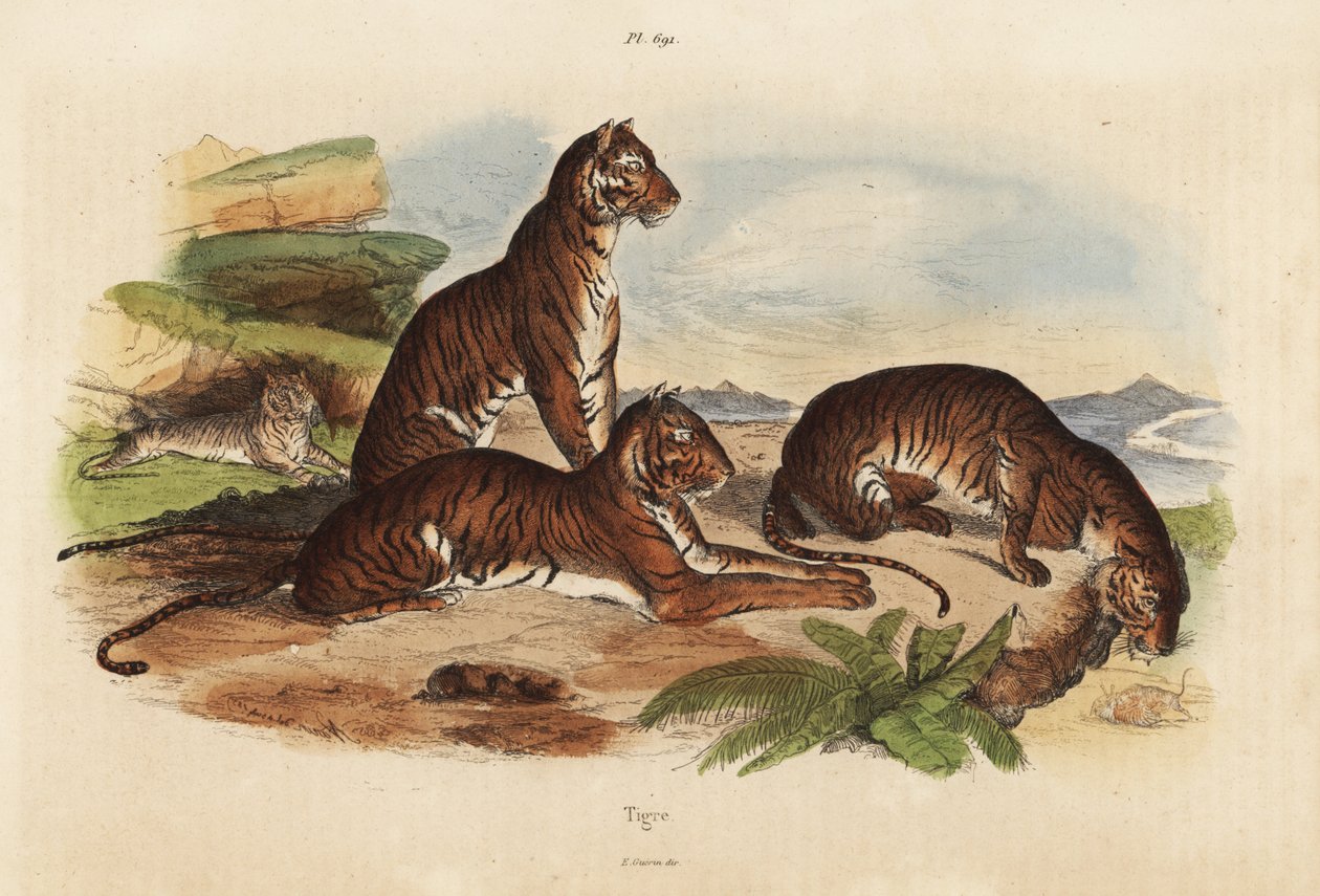 Kaplanlar, Panthera tigris, nesli tükenmekte olan by Unbekannt