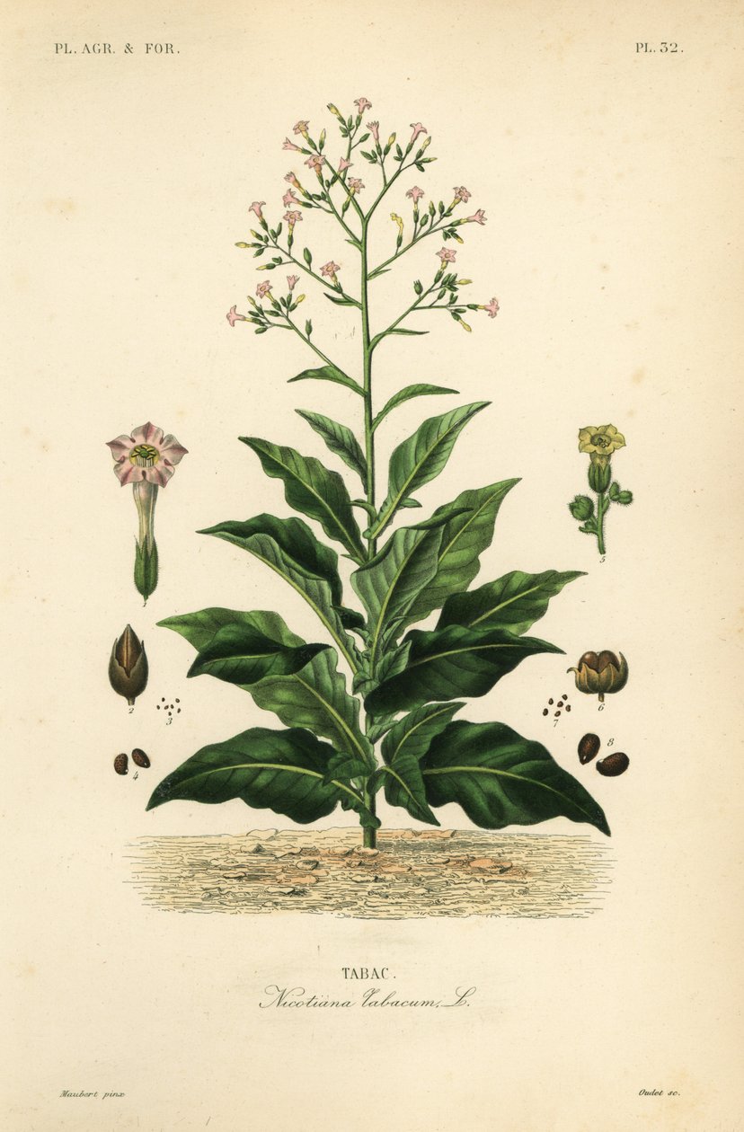 Tütün bitkisi, Nicotiana tabacum, Tabac by Unbekannt