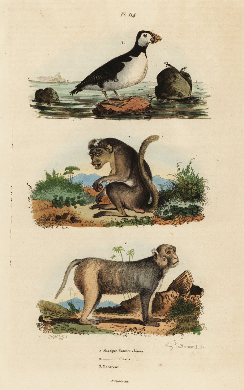 Toque makak, Maçaca sinica, nesli tükenmekte olan 1, al yanaklı makak, Maçaca melezi 2 ve muhabbet kuşu auklet, Aethia psittacula 3 by Unbekannt
