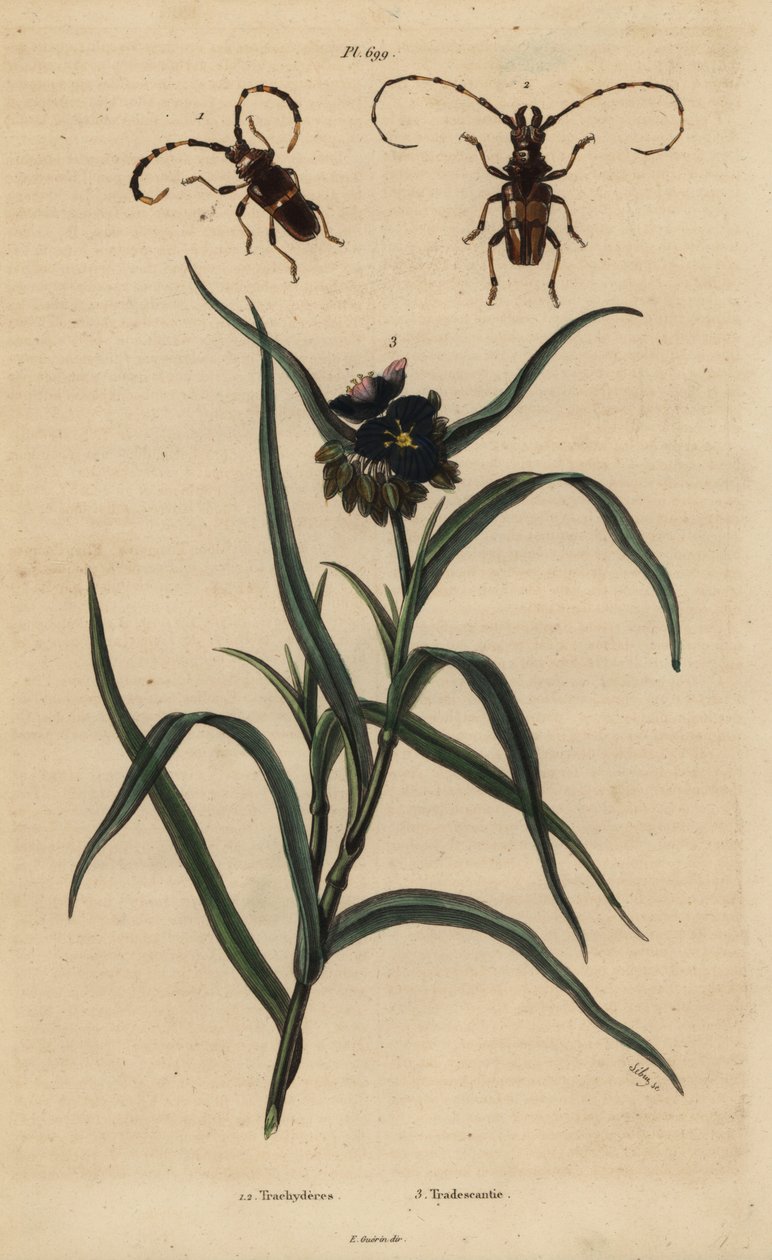 Trachyderes succinctus 1, Trachyderes mandibularis 2 ve Virginia spiderwort, Tradescantia virginiana 3 by Unbekannt