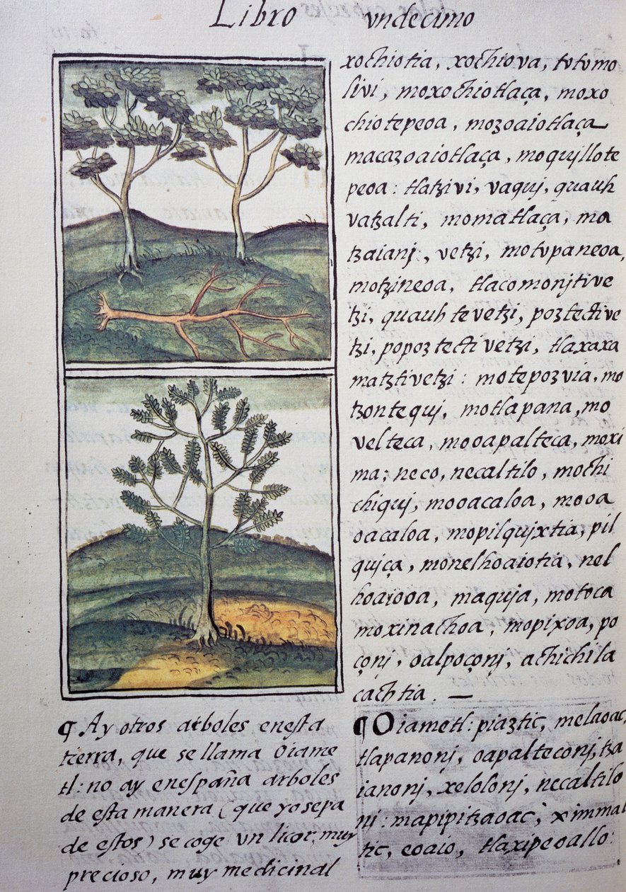 Ağaçlar, yabani selviler ve köknarlar, Florentine Codex