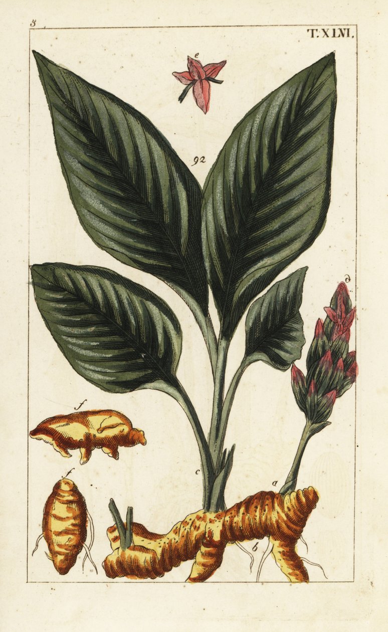 Zerdeçal, Curcuma longa. by Unbekannter Künstler