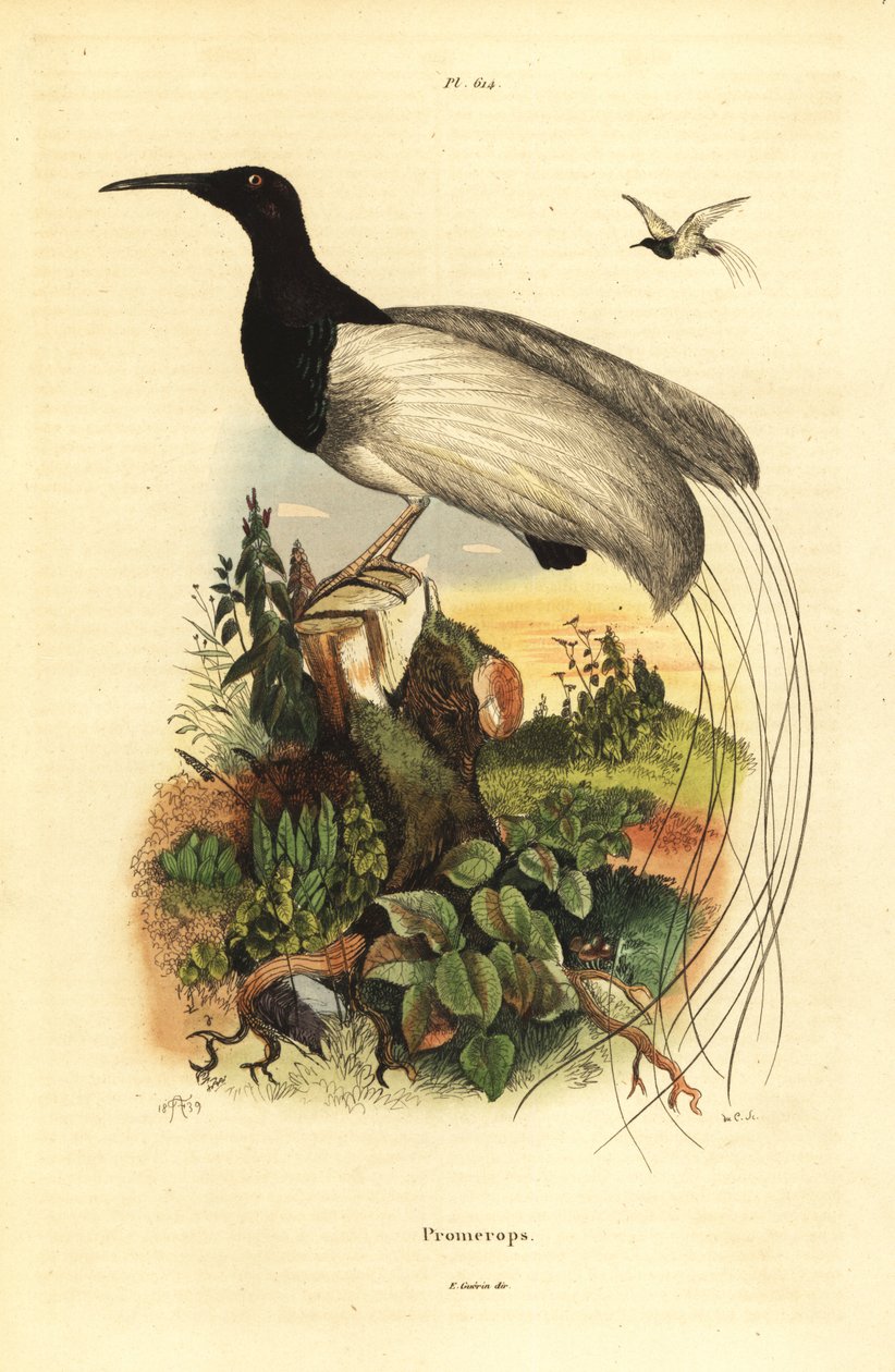 On iki kablolu cennet kuşu, Seleucidis melanoleucus by Unbekannt