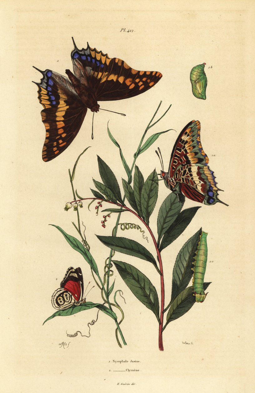 İki kuyruklu paşa veya kurnaz imparator, Charaxes jasius, pupa ve tırtıl 1 ve Cramer