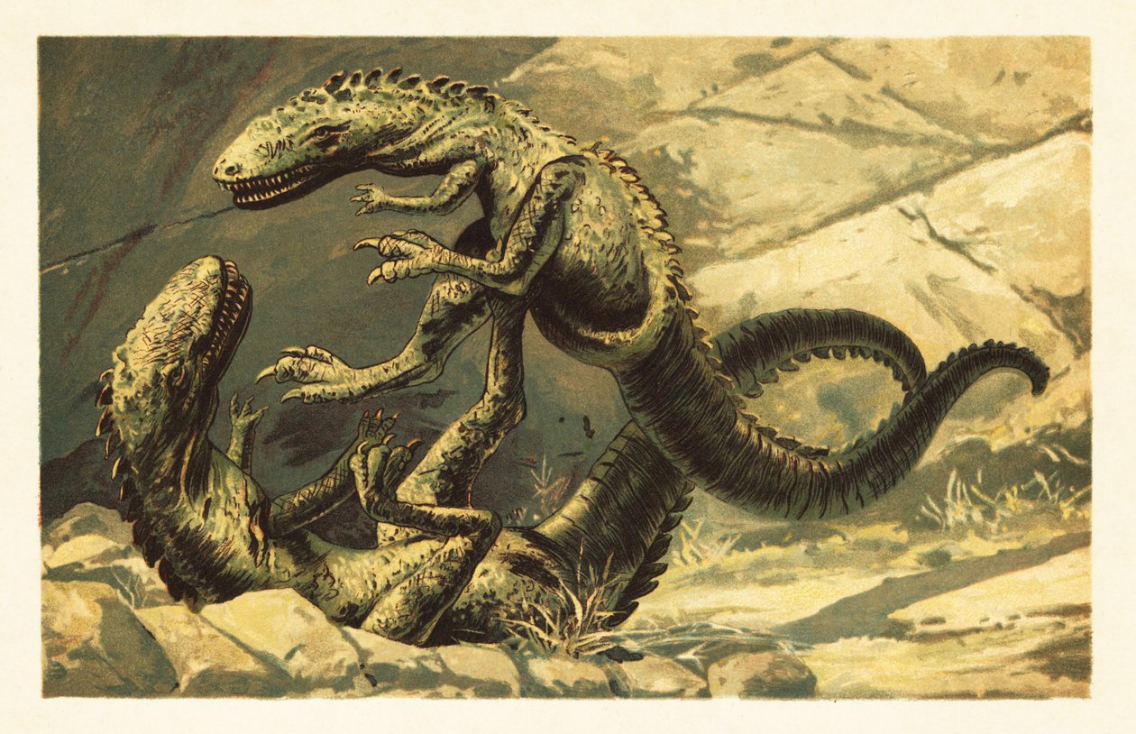 İki savaşan Dryptosaurus aquilunguis.1908 (litografi) by Unbekannter Künstler