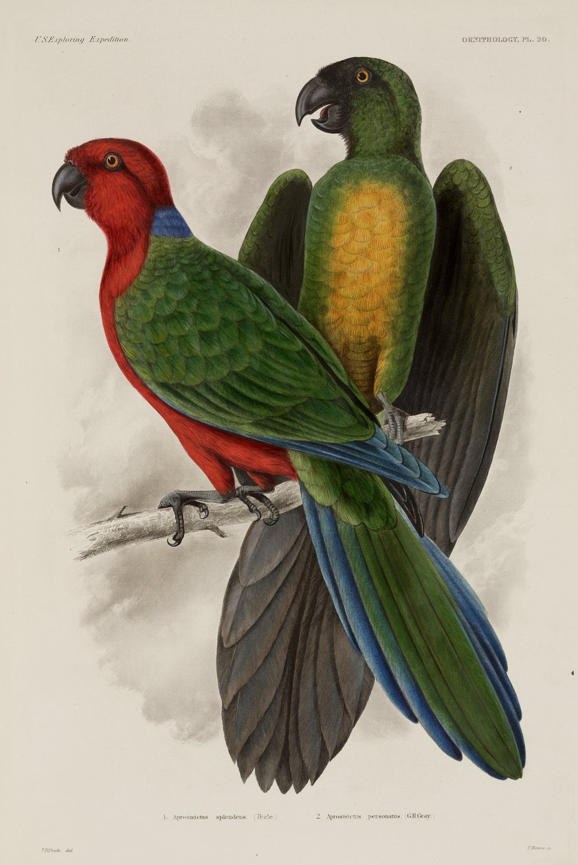 İki tür papağan, Fiji by Unbekannter Künstler