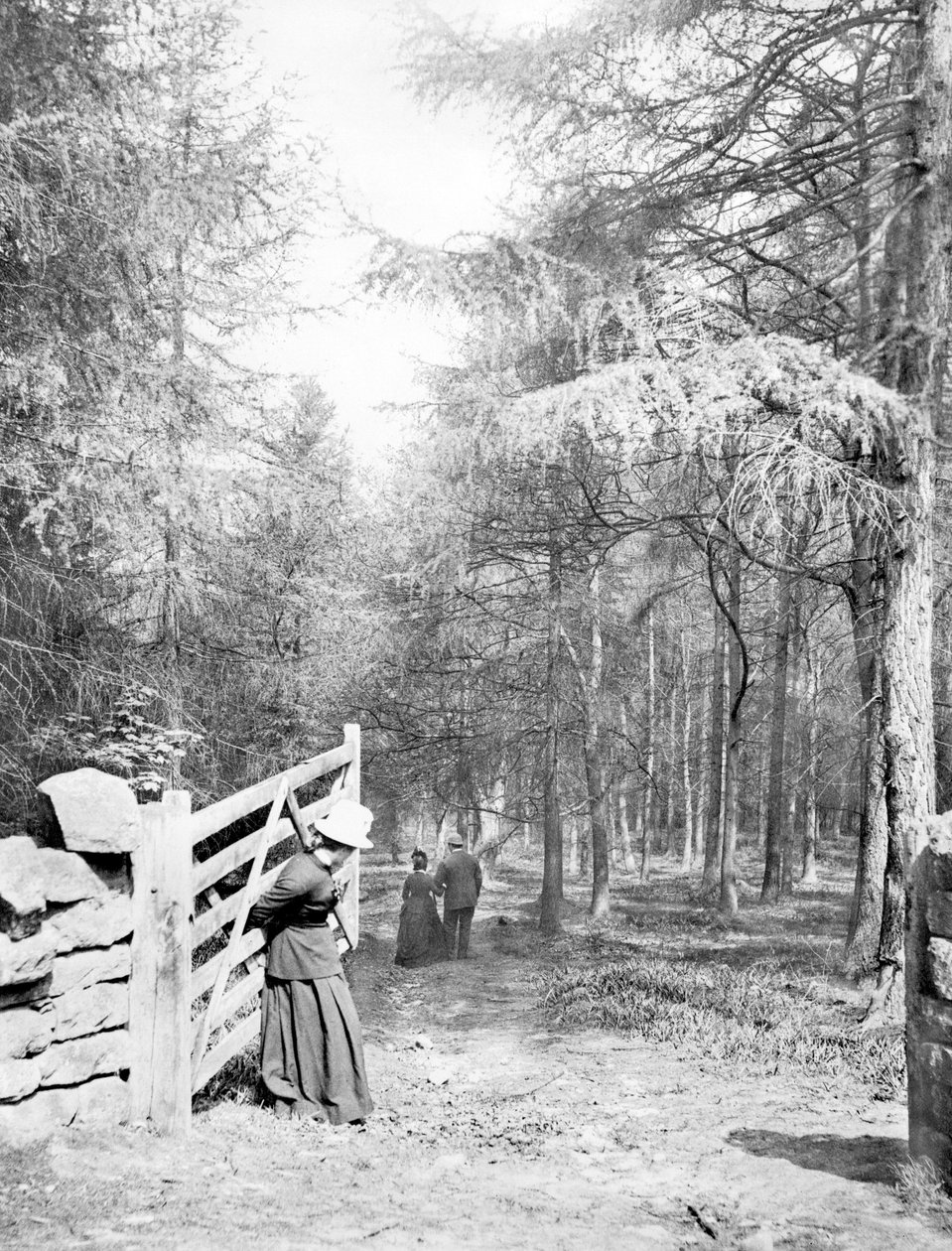 Birleşik Krallık : Eaton Woods, c1890 by Unbekannt