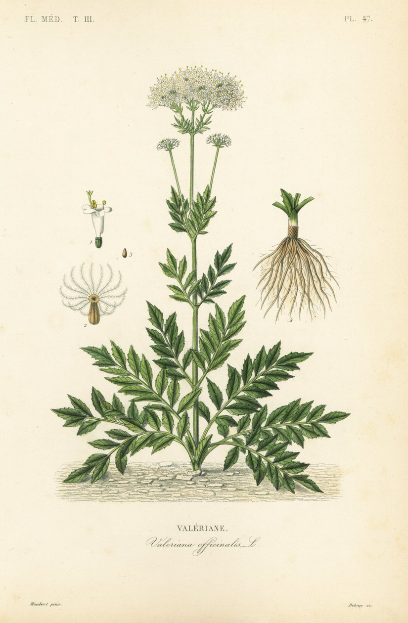 Kediotu, Valeriana officinalis, Kediotu by Unbekannt