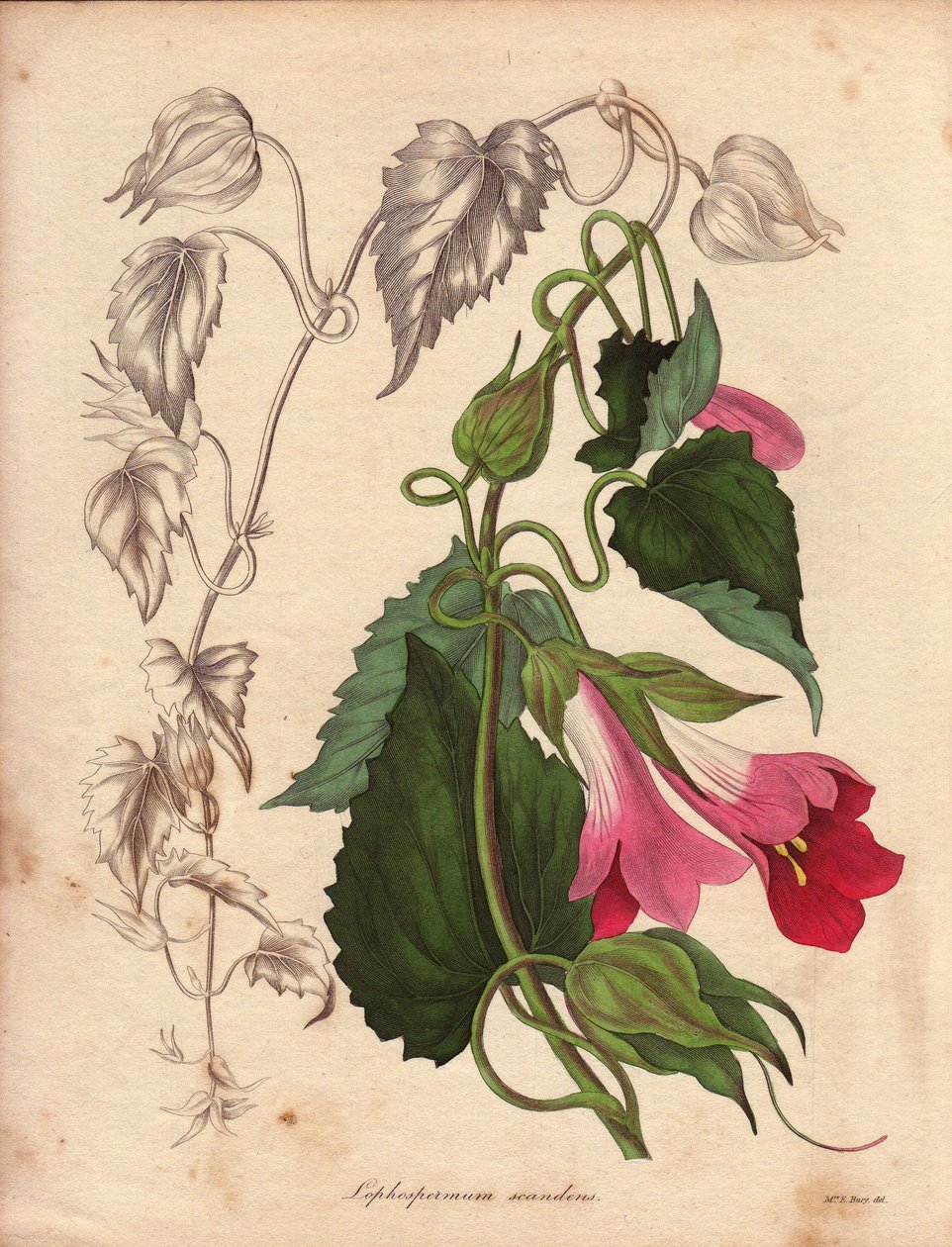 Pembe ve mor çiçeklerle tırmanan Lophospermum (L.Scandens) çeşidi. Bay Bates tarafından keşfedilen türler, Meksika#39;nın çalılıklarında çok yaygın. Bu bitki Charles Tayleure#39;un koleksiyonunda yetiştirildi ve Liv#39;deki Botanik Bahçesi#39;nde mevcuttu. by Unbekannter Künstler
