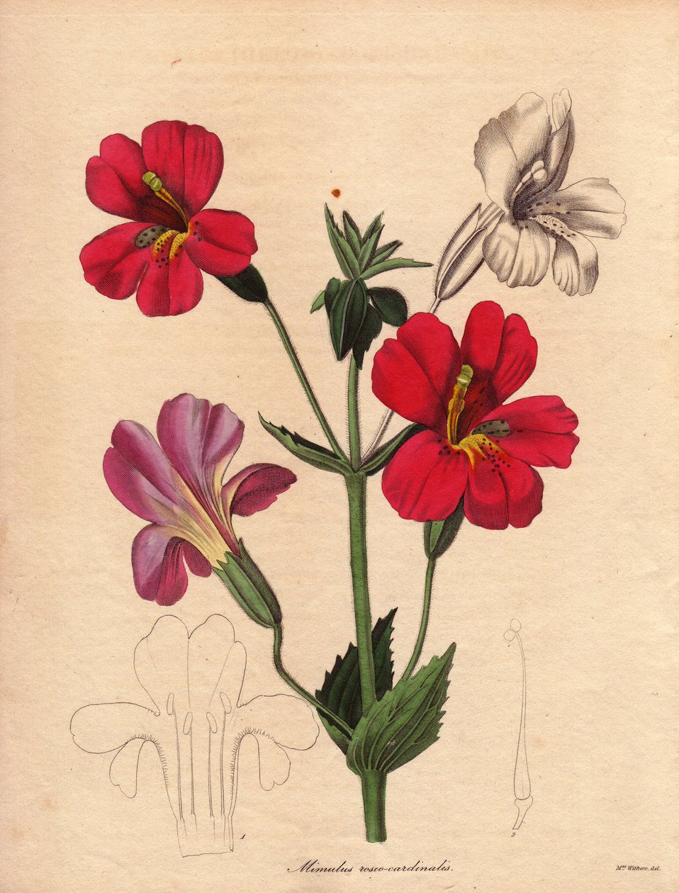 Mimulus çeşidi (Mimulus roseocardinalis). Hodson melez çeşidi, maymun çiçeği veya misk çiçeği olarak adlandırılır. Augusta Innes Withers#39;in (1793-1877) illüstrasyonu, The Botanist#39;te, Benjamin Maund#39;un beş ciltlik serisi, 1836 ile 1842 arasında ya by Unbekannter Künstler