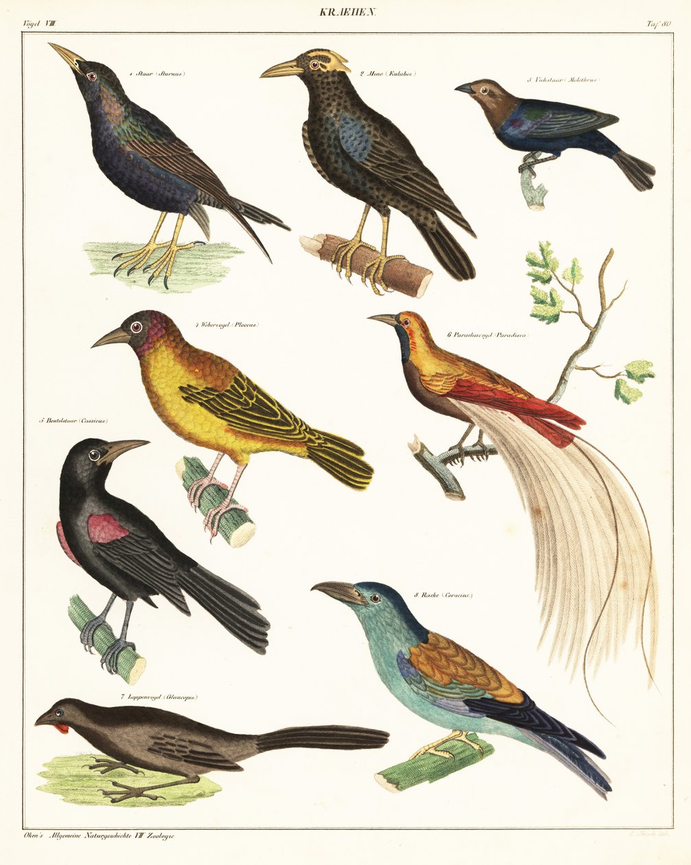 Egzotik kuş çeşitleri. ,1841 (litografi) by Unbekannter Künstler