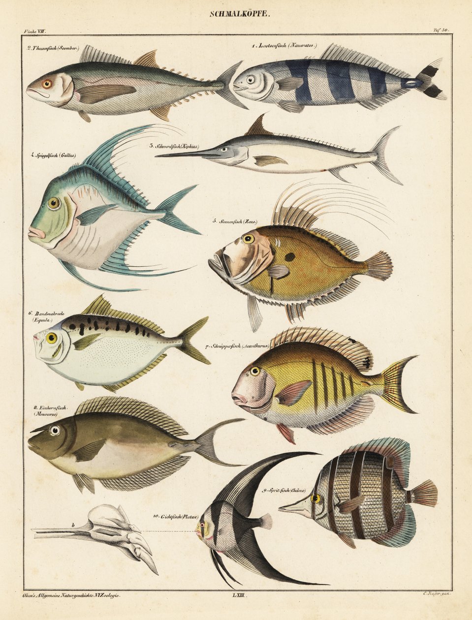 Balık çeşitleri.,1841 (litografi) by Unbekannter Künstler