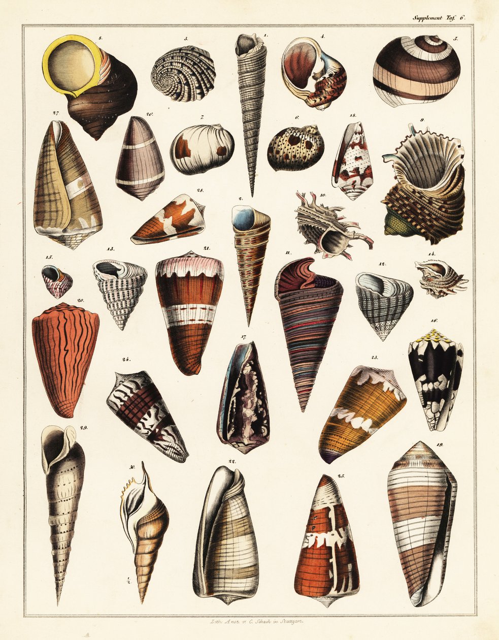 Kabuk çeşitleri, yumuşakçalar.,1841 (litografi) by Unbekannter Künstler