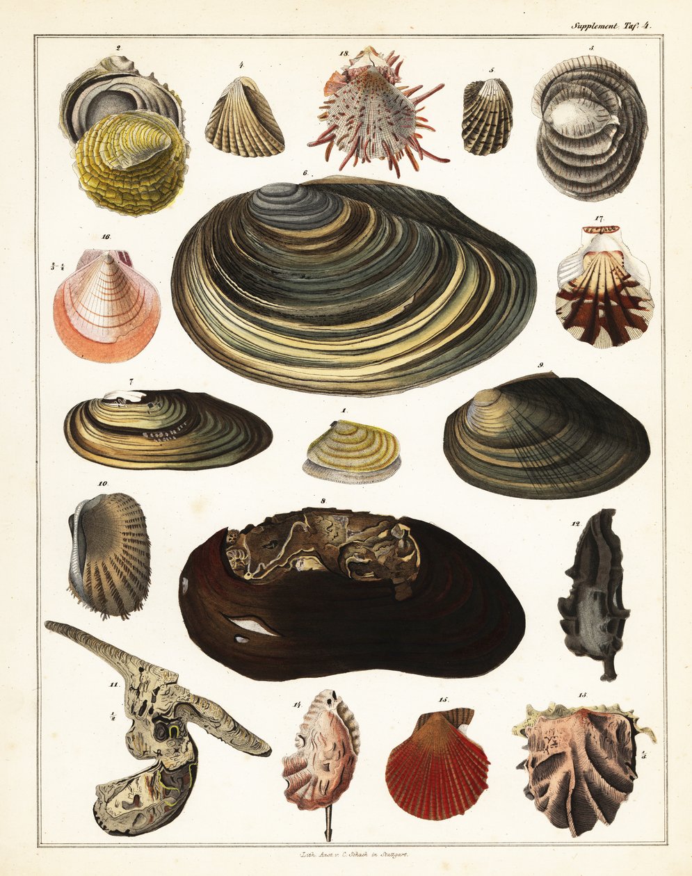 Kabuk çeşitleri, yumuşakçalar.,1841 (litografi) by Unbekannter Künstler