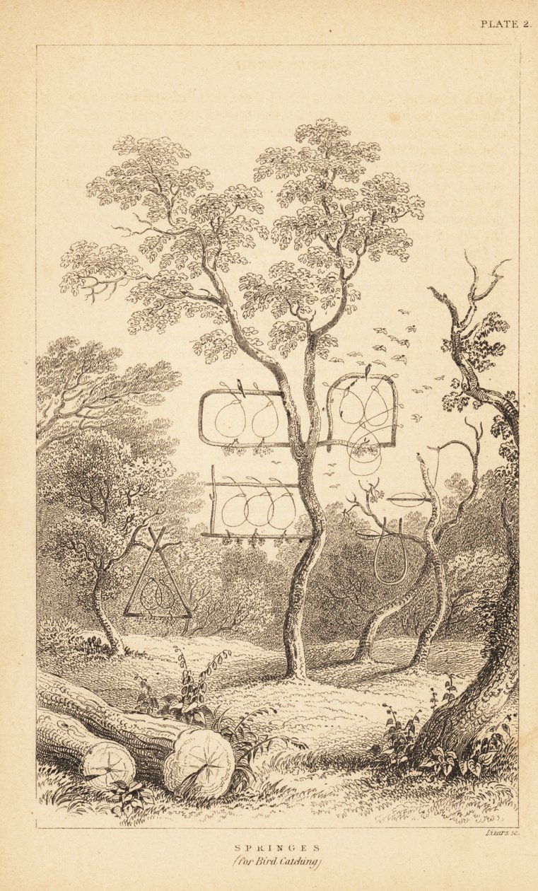 Kuş yakalamak için tel tuzak çeşitleri. 1889 (gravür) by Unbekannter Künstler