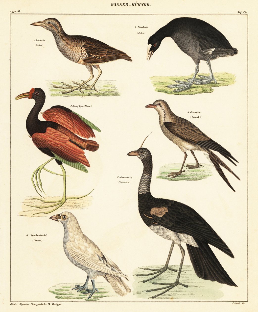 Çeşitli su kuşları. ,1841 (litografi) by Unbekannter Künstler