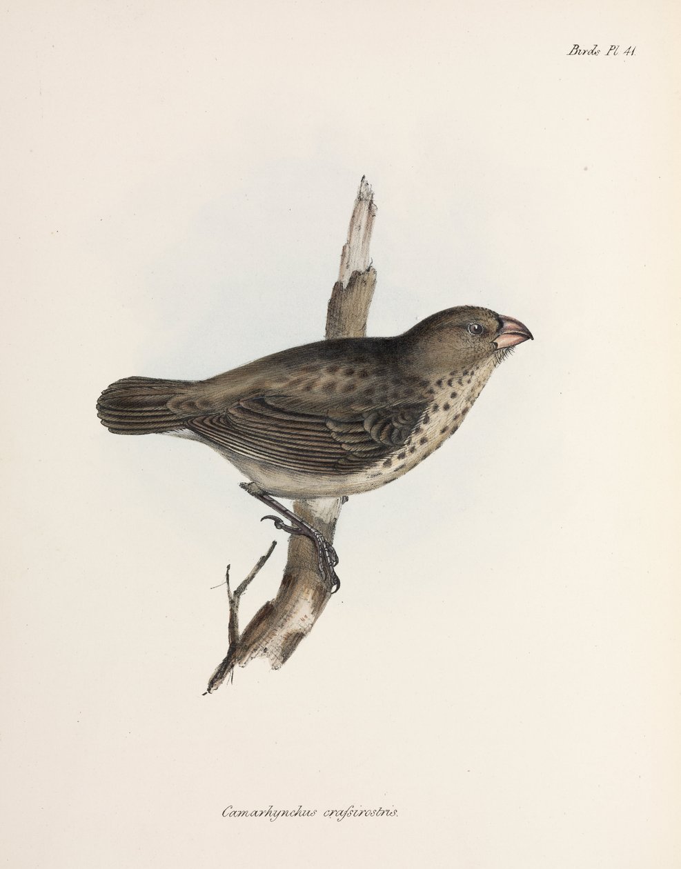 Vejetaryen Finch, Galapagos Adaları, c 1832-1836 by Unbekannt
