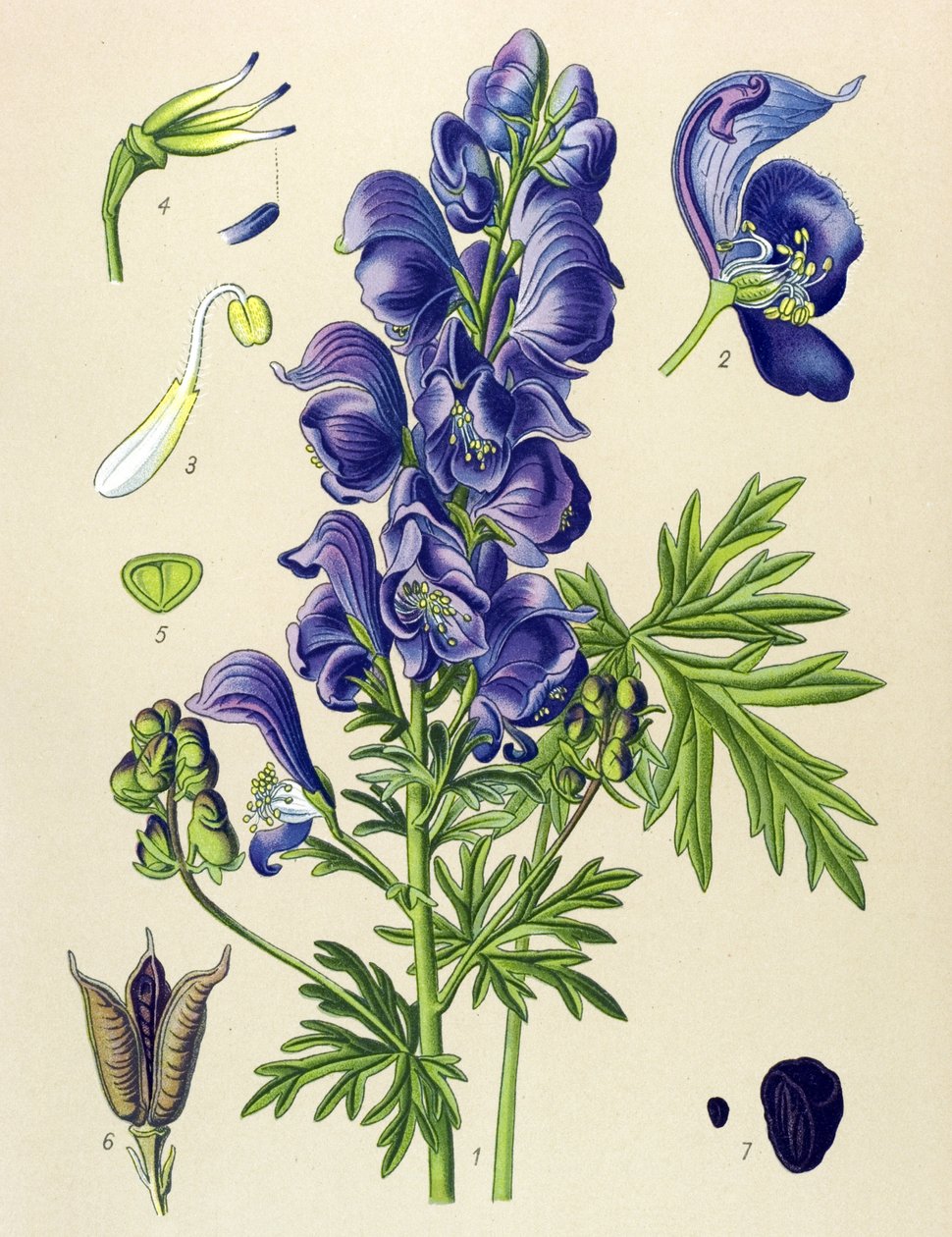 Zehirli (toksik) ve şifalı bitki: Aconite napel (Aconitum napellus) by Unbekannter Künstler
