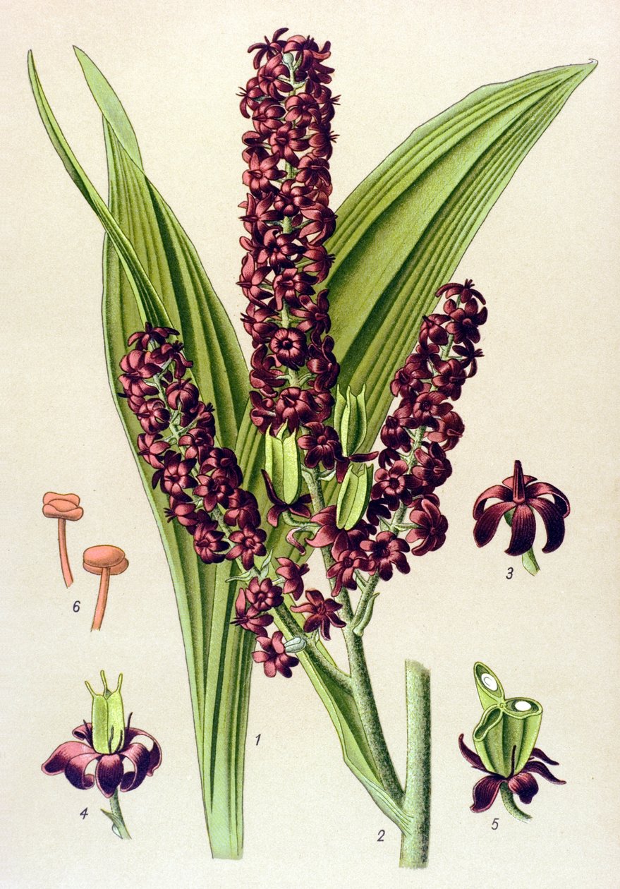 Zehirli bitki (zehirli): Siyah veratre (Veratrum nigrum) by Unbekannter Künstler