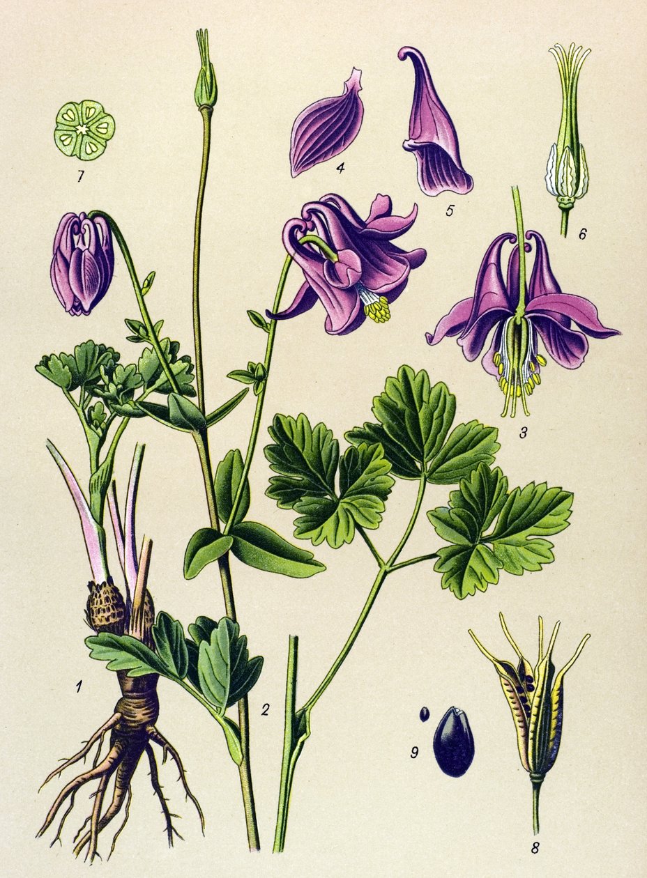 Venöz bitki (toksik): Yaygın ancolia (Aquilegia vulgaris) by Unbekannter Künstler